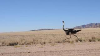 Ostrich at fullspeed [upl. by Junie]