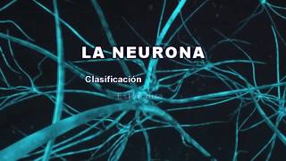 LA NEURONA Clasificación estructura y funciones [upl. by Chill]