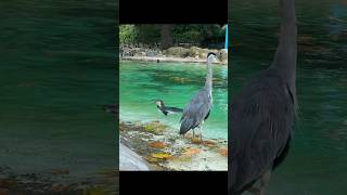 Penguins show  ZSL Zoo London  Penguins [upl. by Luas]