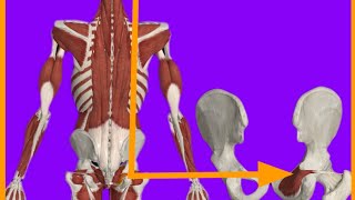 Obturstor Internus MuscleOriginInsertionActionBlood suppInnervationanatrelations gluteus [upl. by Seumas]