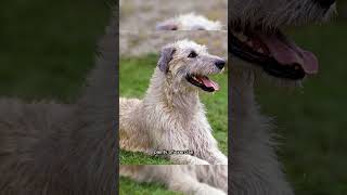 Irish Wolfhound [upl. by Dillon430]