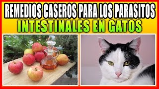 ☑👌 REMEDIOS CASEROS PARA LOS PARASITOS INTESTINALES EN GATOS [upl. by Atwood]