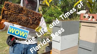 The Life and Times of Florida Bees [upl. by Kcired]