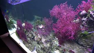 2018 150 Gallon Caribbean Macroalgae saltwater biotope aquarium [upl. by Asyal842]