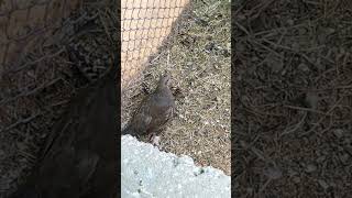 California Quail Chicks 🥰😍🥰 [upl. by Atteirneh455]