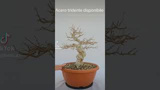 Bonsai di acero tridente disponibile Spedisco in tutta europa bonsai japan bonsaitree garden [upl. by Nitsew699]