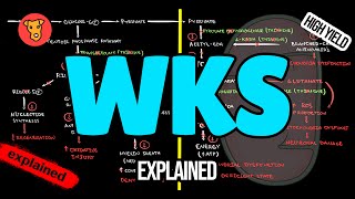 WERNICKEKORSAKOFF SYNDROME Pathogenesis Clinical symptoms Treatment [upl. by Ahtaela167]