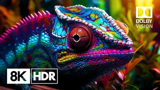 The Ultimate 8K HDR Experience Natures Glory in Ultra HD 60fps Dolby Vision™ [upl. by Anan]