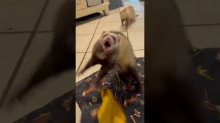 Happy Ferrets ferrets ferretlove happypets [upl. by Artcele]