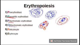 Mnemonic to remember ErythropoiesisRBCSStages of RBCS maturation [upl. by Nolrev]