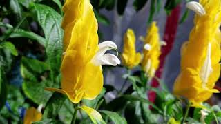 EASY NONSTOP FLOWERS LOLLIPOP PLANT Pachystachys Lutea [upl. by Osmond500]