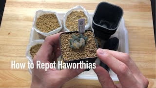 How to Repot Haworthias [upl. by Astra]