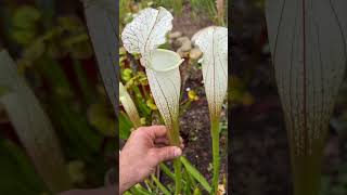 Sarracenia leucophylla  The white top pitcher plant [upl. by Efi]