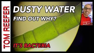 Dusty Aquarium Water BACTERIA BLOOM [upl. by Icken]