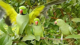 Ringneck Parrot Natural Sounds [upl. by Eilyw]