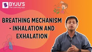 Breathing Mechanism  Inhalation And Exhalation [upl. by Shirah]