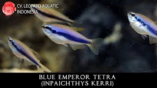 Inpaichthys kerri The POPULAR Blue Emperor Tetra Leopard Aquatic C063A [upl. by Aksoyn]