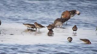 SEMIPALMATED SANDPIPER at Titchwell RSPB [upl. by Netneuq]