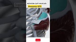 Rotator Cuff Muscles sits rotatorcuff anatomy shorts [upl. by Nnairek]