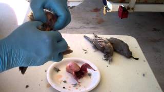 How to Clean and Dress Quail Chukar and Game Birds [upl. by Hesper]