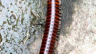 Ghana Redbanded Millipede Bobiri Forest Ghana [upl. by Ehrsam]