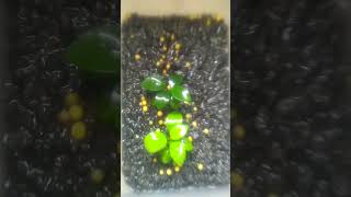 Anubias emersed tanaman aquascape semi air [upl. by Halilak822]