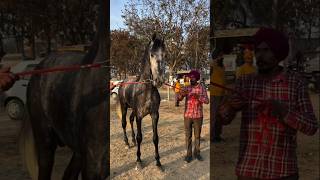 Majhuke Bloodline 🩸💯 horse subscribe horseman shortvideo horseriding shortvideotrending like [upl. by Schecter]