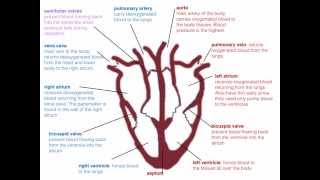 IGCSE 27 The heart beat Ms Cooper [upl. by Yecnahc]