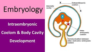 Intraembryonic Coelom and Body Cavity Development [upl. by Notseh]