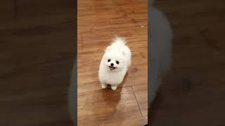 Bichon frise puppies video lovely and cutest puppy pomeranian videos Teacup puppies KimsKennelUS [upl. by Emmeline]