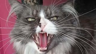 Angry cat hissing compilation 2 [upl. by Savdeep354]