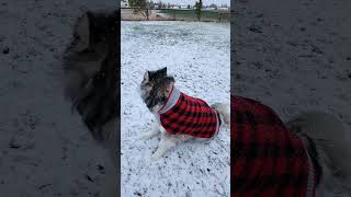 Our First Snow in Idaho of the Season shortsvideo snow idaho [upl. by Evy]