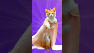 Billi ka jabardast dance cat catlover cutecat pets cute funny catdance dogdance baby funny [upl. by Dimphia]