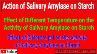 Effect of Different pH and Defferent Temperature on the Activity of Salivary Amylase on Starch 12th [upl. by Chiquita]