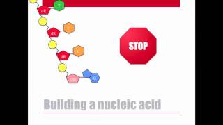 Dideoxy DNA Sequencing [upl. by Atineg712]