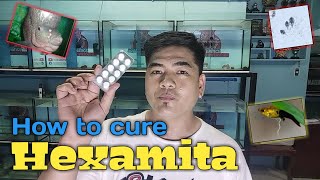 How to cure Hexamita [upl. by Ahseiyt]