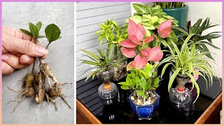 Good tips to help you get lovely potted plants to create a unique look for your home [upl. by Ignacius888]