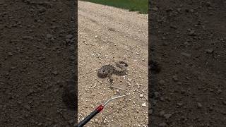 My first Kansas Rattlesnake [upl. by Tnelc715]