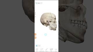 Dicondylic Skull Ka Meaning in 3D By Jawwad Ahmad। What is The Meaning Of Dicondylic Skull [upl. by Meir1]