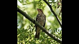 Song Thrush Bird Sound [upl. by Lupee457]