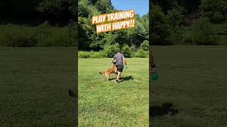 Play Training With GHappy ot Vitosha  Asheville Dog Training malinois [upl. by Nawk376]