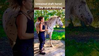 Untamed drafthorse ran off… but learns how to regulate this time abandoned equestrian training [upl. by Assela151]