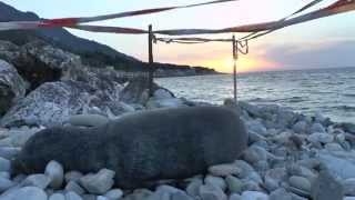 30 Seconds Samos  Monk seal monachus monachus at Agios Konstantinos  May 2015 [upl. by Tamsky]