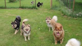 Finnish Lapphund Finnish Lapponian Dog Finnischer Lapphund Kennel Erimathi have fun [upl. by Colpin927]