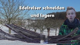 Edelreiser richtig schneiden und lagern [upl. by Sisco15]