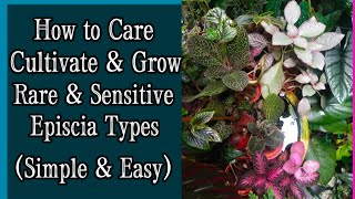 Episcia Collection Using Water Pot As Best Humidity Factor  Unconventional amp Effective Garden Style [upl. by Ledba770]