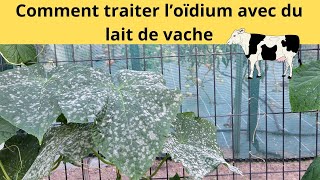 Comment traiter l’oïdium avec du lait de vache [upl. by Andrews149]