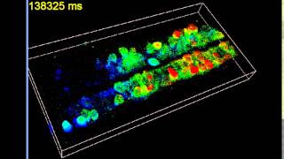 ZEISS LSM 880 with Airyscan Fast mode 2photon calcium imaging of live Zebrafish embryo [upl. by Adnorehs11]