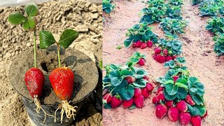 Simple Technique To Grow Strawberries From Strawberry Fruit 100 Work [upl. by Lali946]