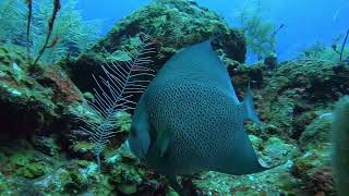 Trunkfish Drumfish Cowfish and a Fireworm  Roatan  62824 [upl. by O'Hara]